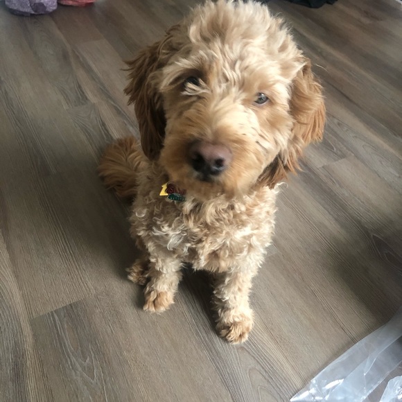 Meet your Posher, Rhea - Picture 1 of 1